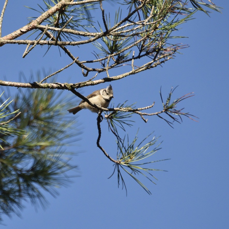 Mésange huppée - ML620353073