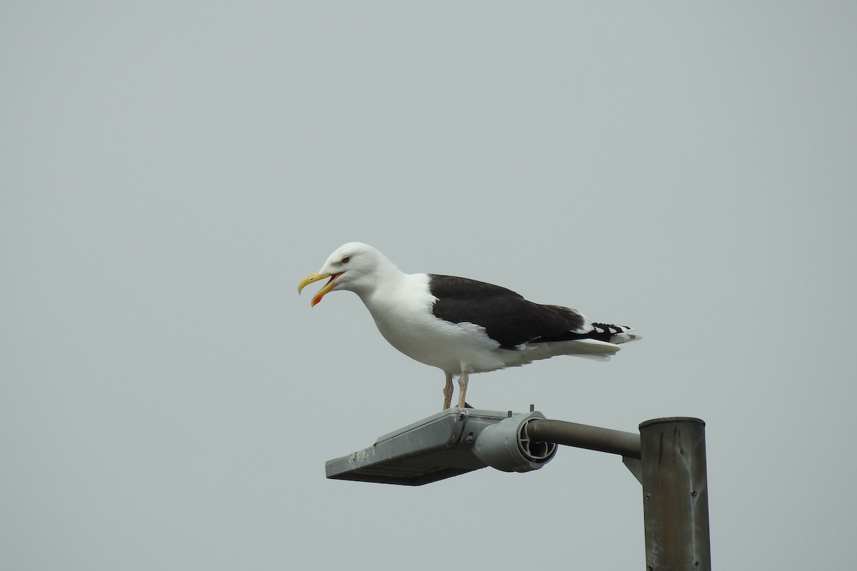 Great Black-backed Gull - ML620353081