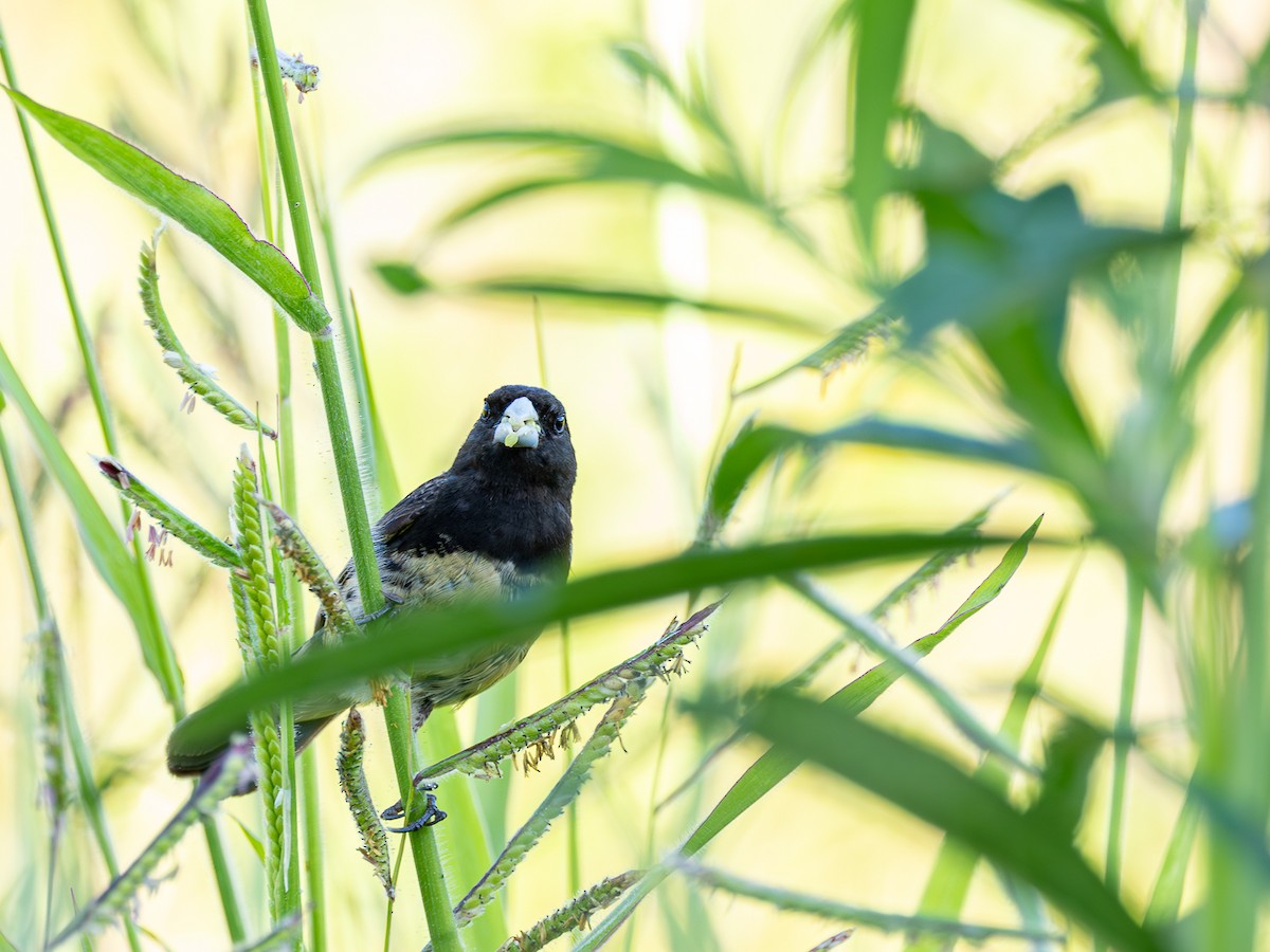 Yellow-bellied Seedeater - ML620353087