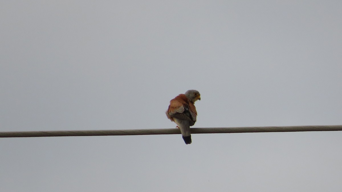 Lesser Kestrel - ML620353088