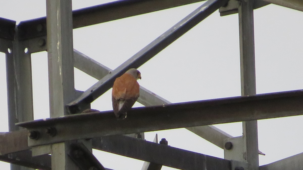 Lesser Kestrel - ML620353089