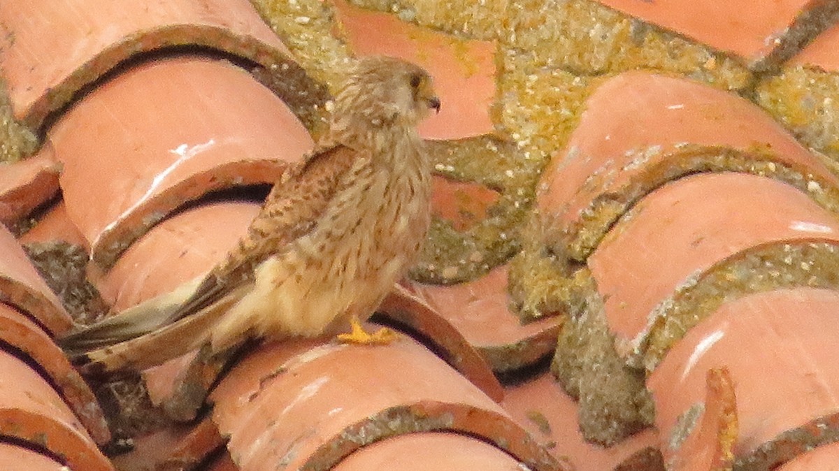 Lesser Kestrel - ML620353090