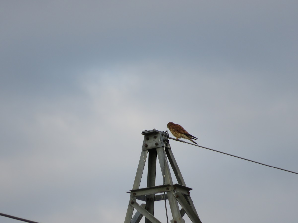 Lesser Kestrel - ML620353091