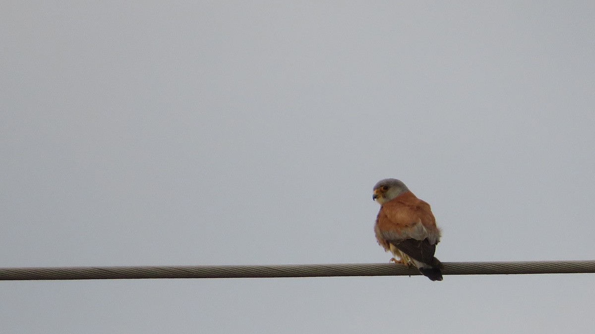 Lesser Kestrel - ML620353092