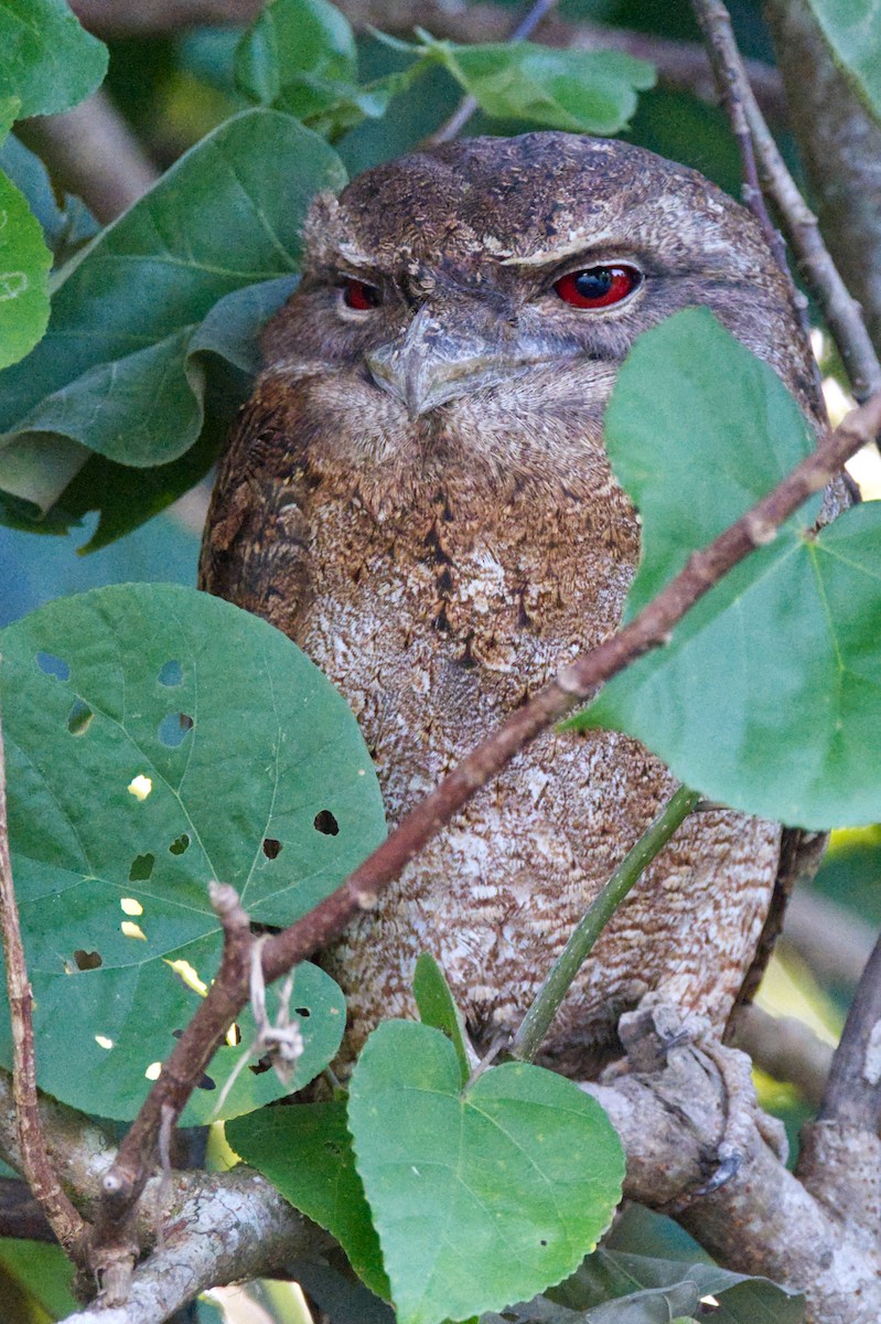 Papuan Frogmouth - ML620353097
