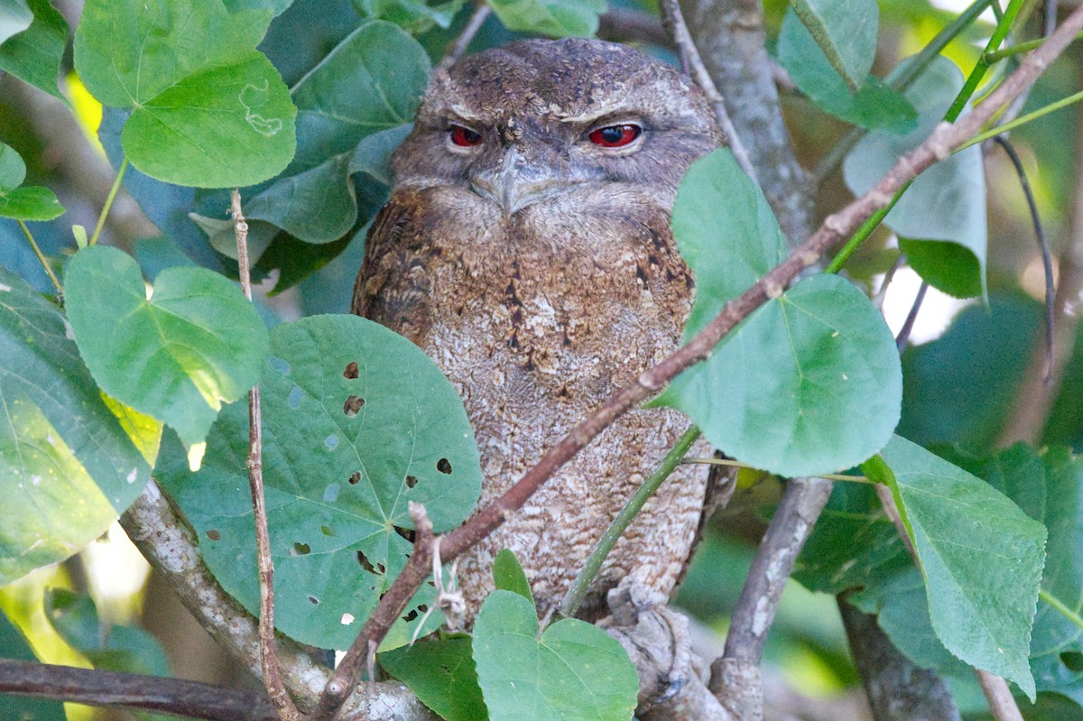 Papuan Frogmouth - ML620353099