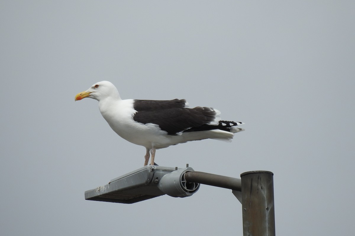 Great Black-backed Gull - Peter Hines