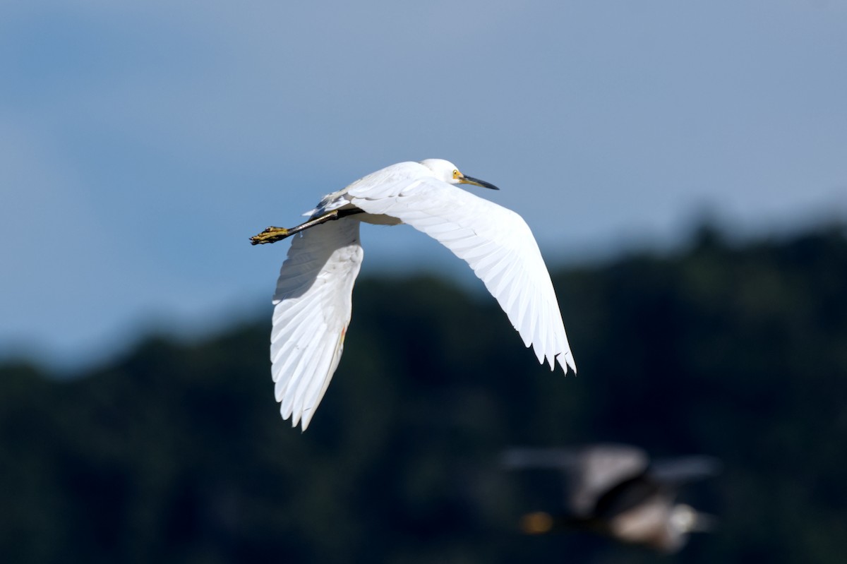 Little Egret - ML620353114