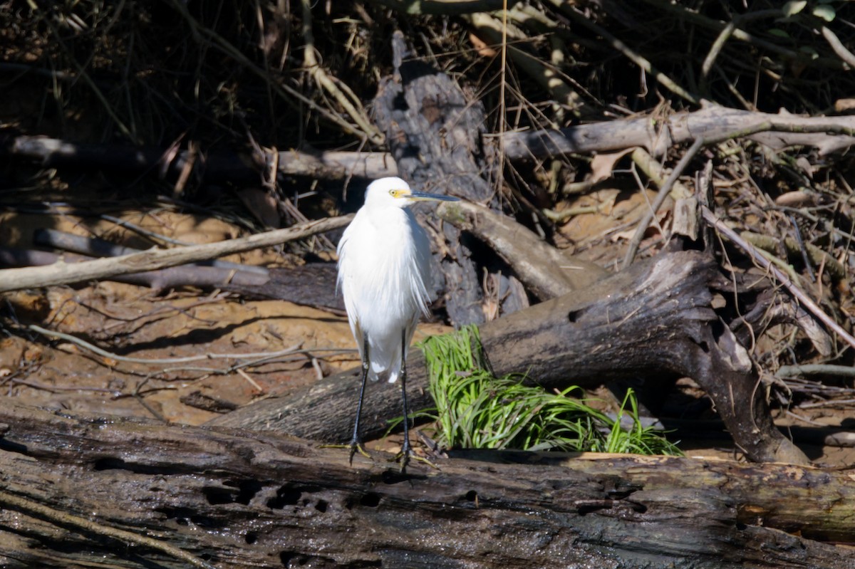 Little Egret - ML620353115