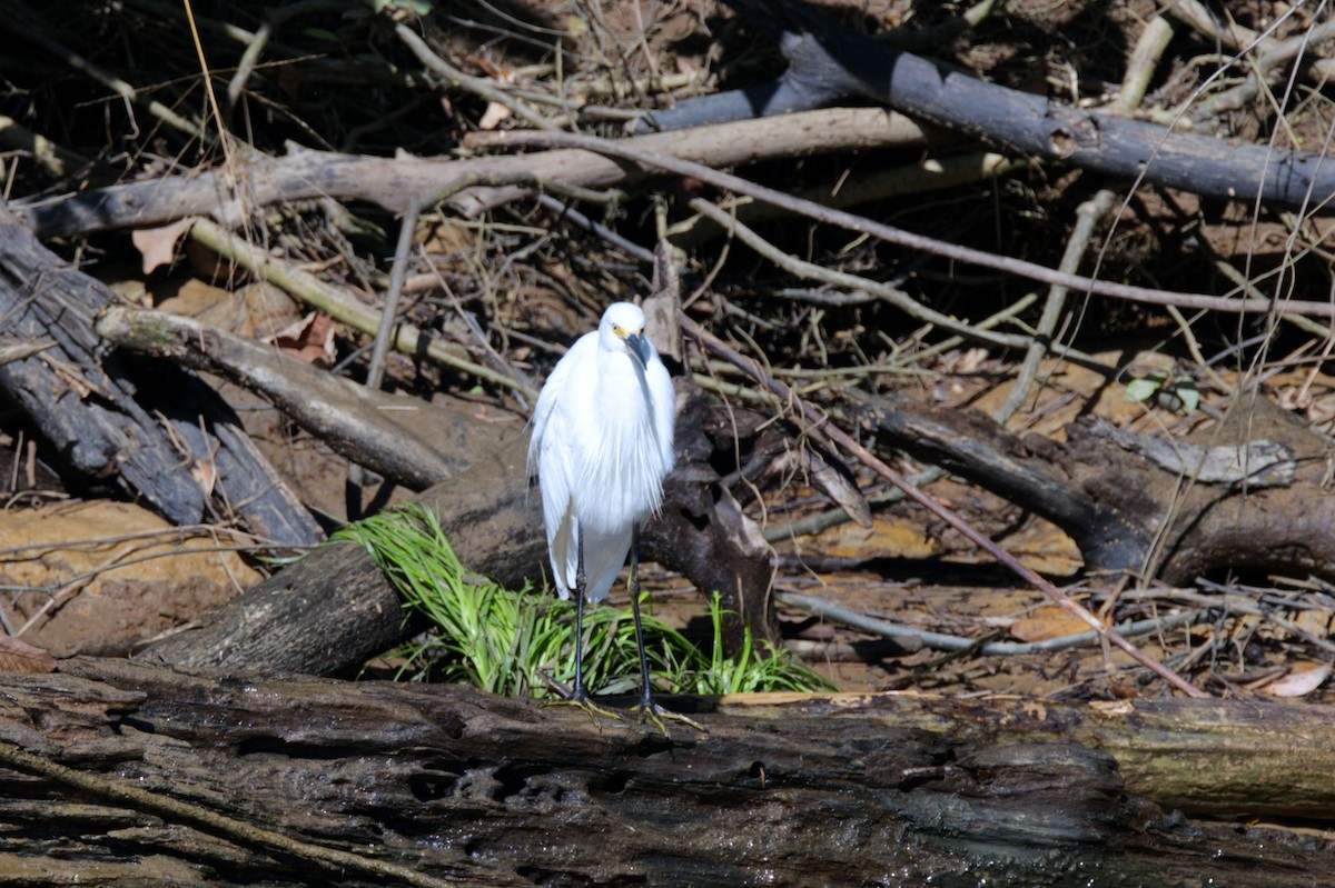 Little Egret - ML620353116