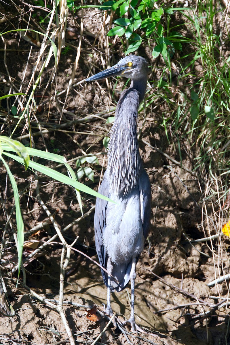 Great-billed Heron - ML620353132