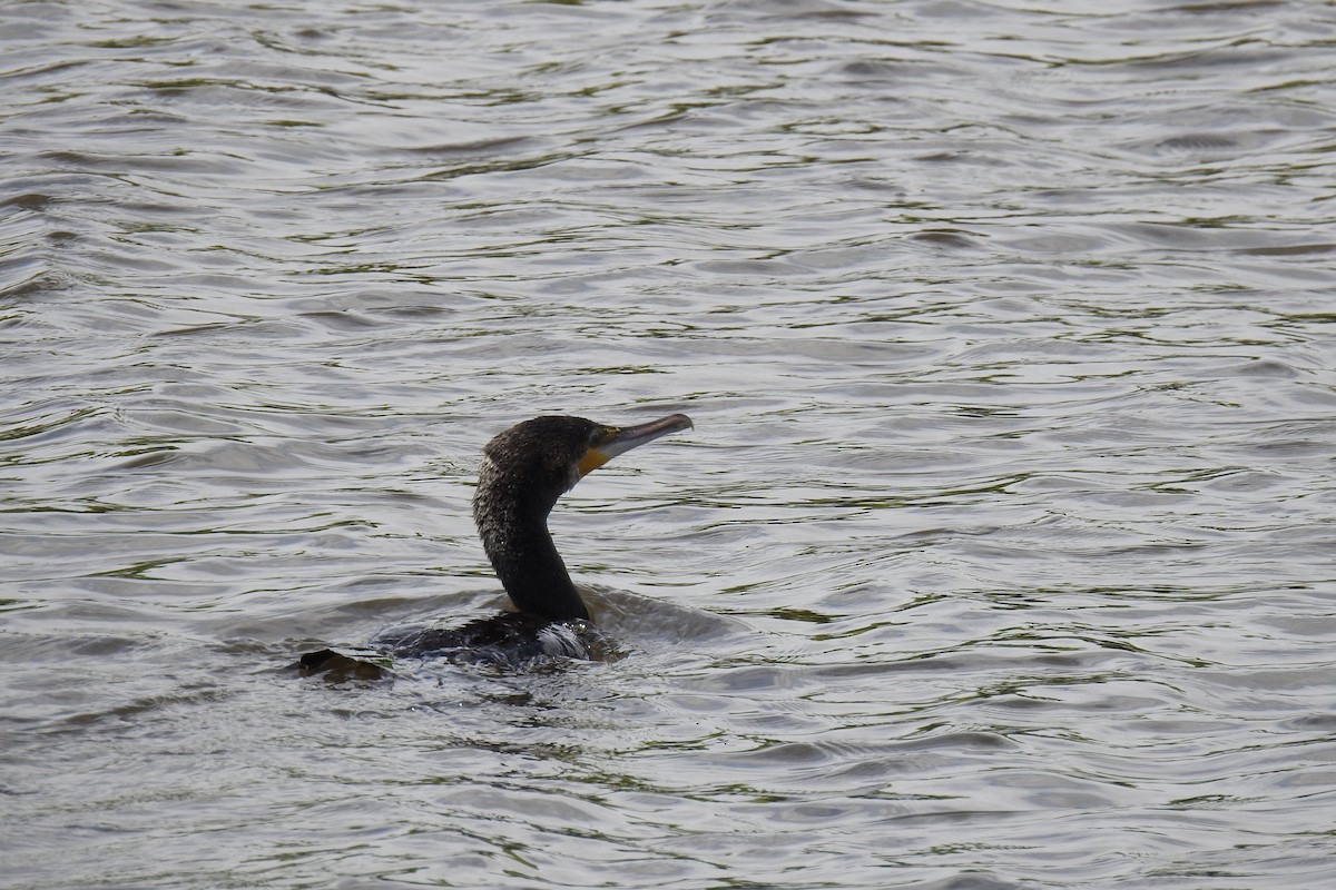 Great Cormorant - ML620353133