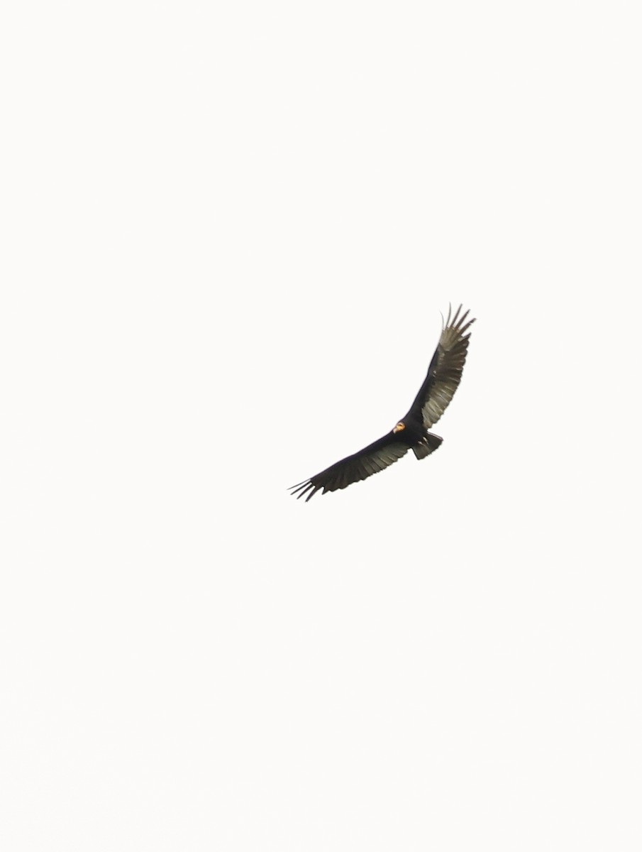 Greater Yellow-headed Vulture - ML620353136