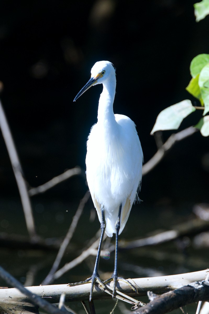 Aigrette garzette - ML620353137