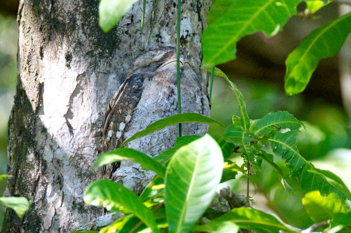 Papuan Frogmouth - ML620353143