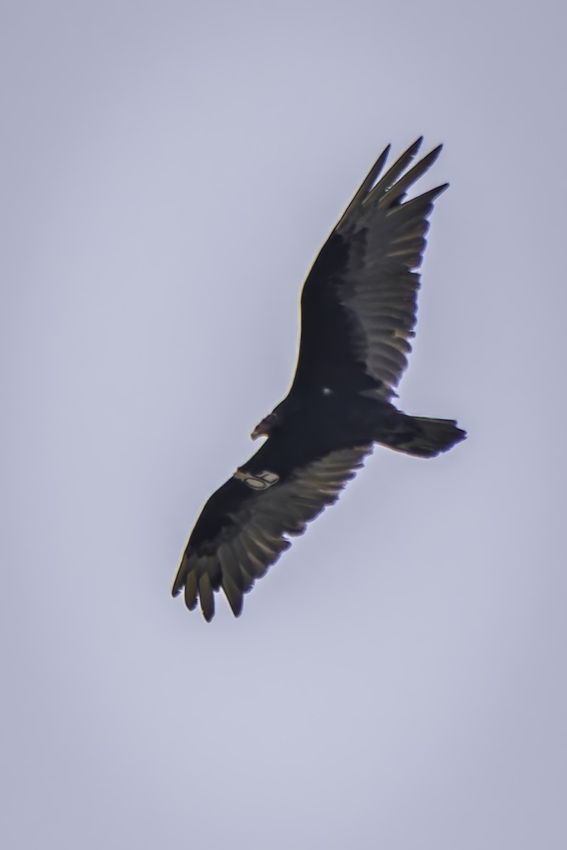 Turkey Vulture - ML620353145