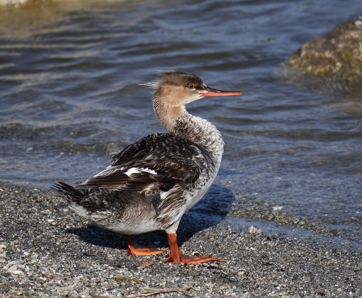 Red-breasted Merganser - Andy H