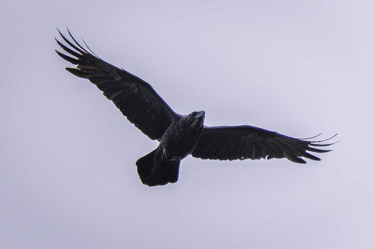 Common Raven - ML620353154