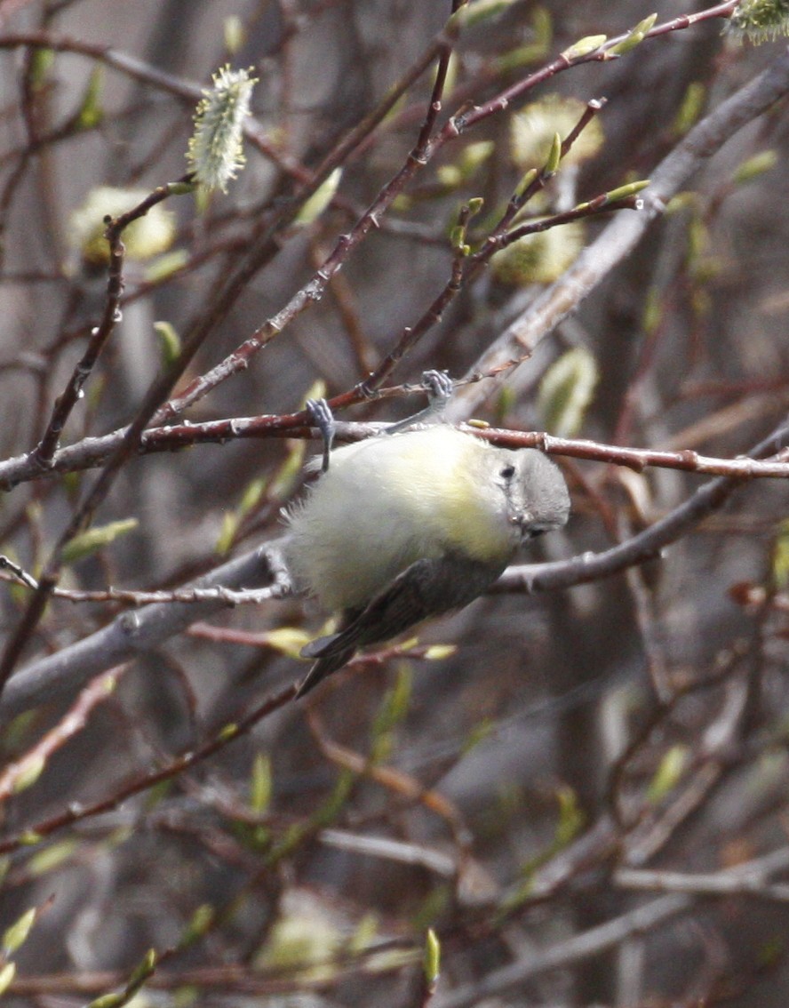 Vireo de Filadelfia - ML620353155