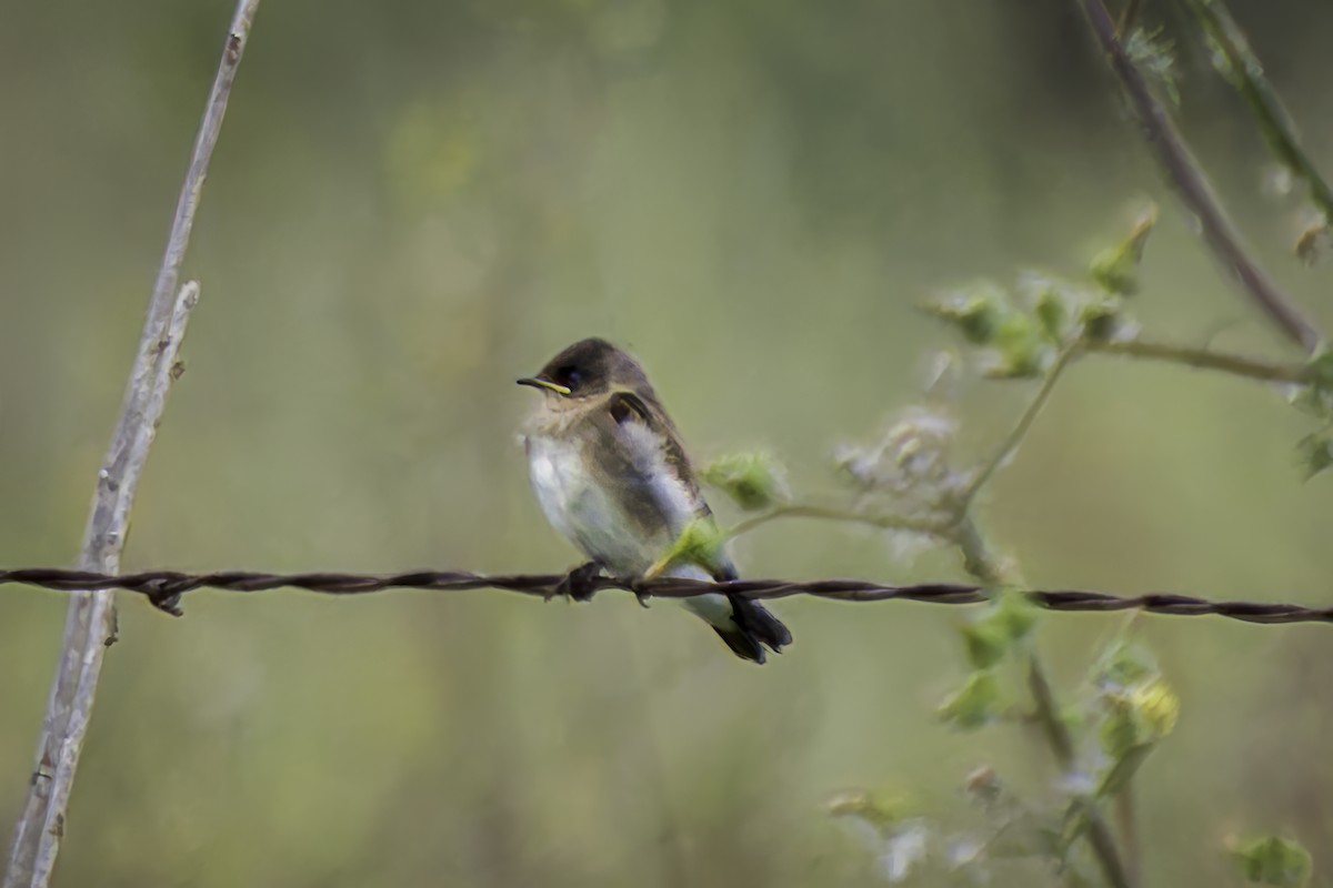 Northern Rough-winged Swallow - ML620353158