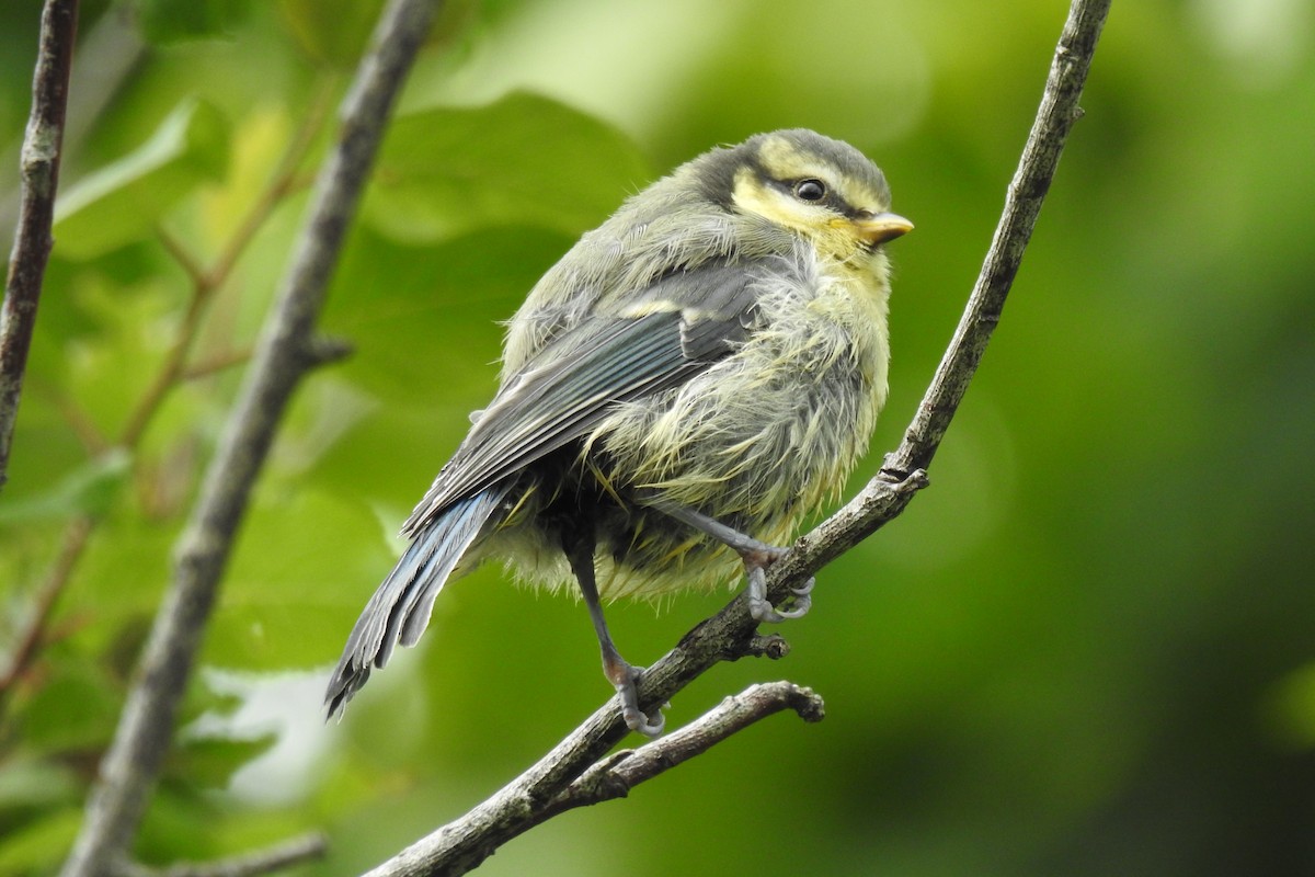 Eurasian Blue Tit - ML620353165