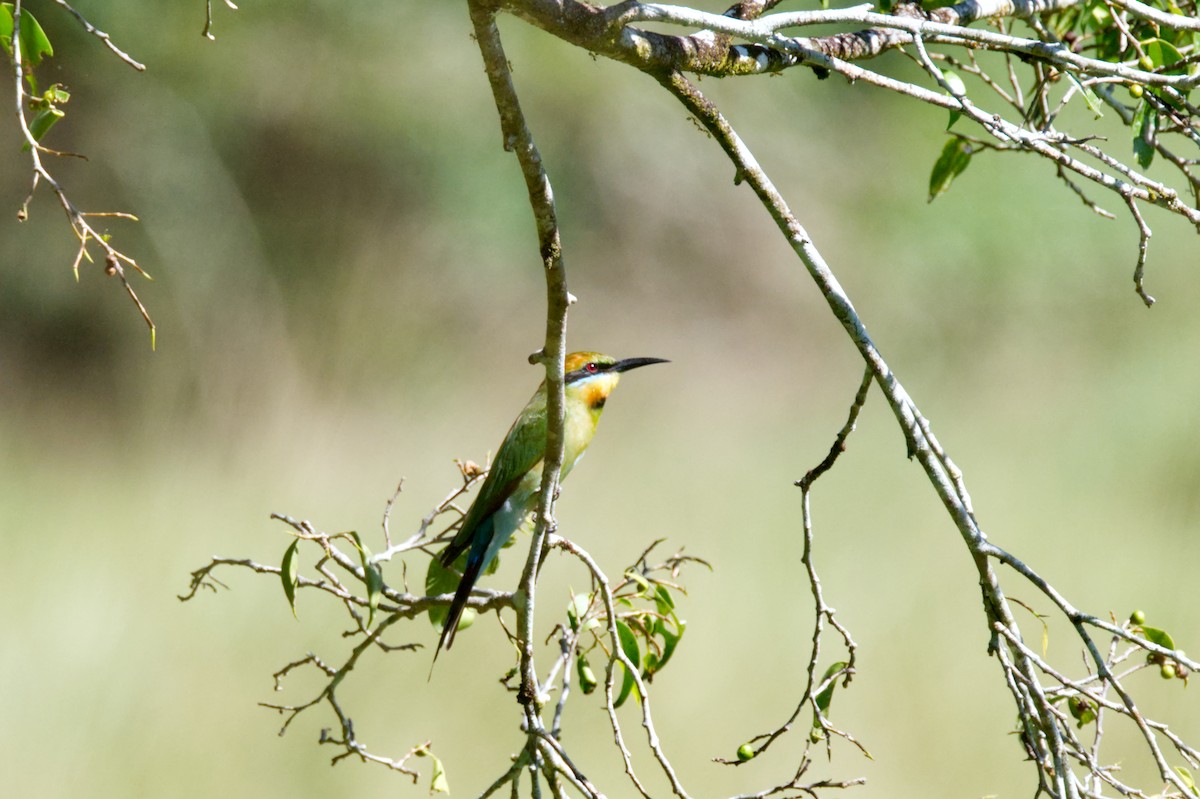 Rainbow Bee-eater - ML620353166