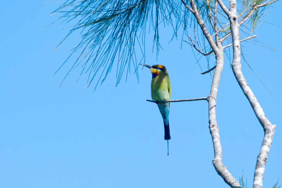 Rainbow Bee-eater - ML620353167