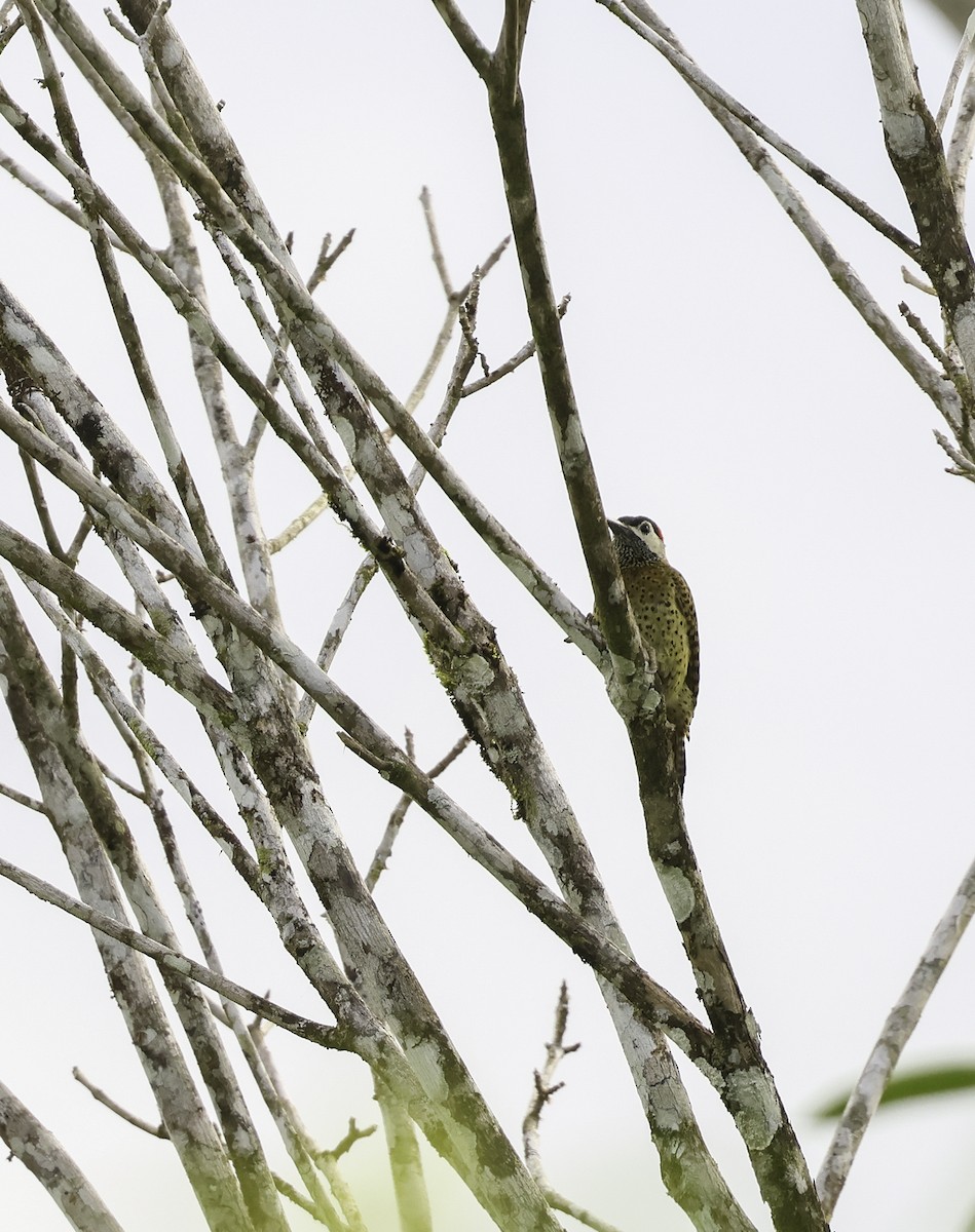 Spot-breasted Woodpecker - ML620353169