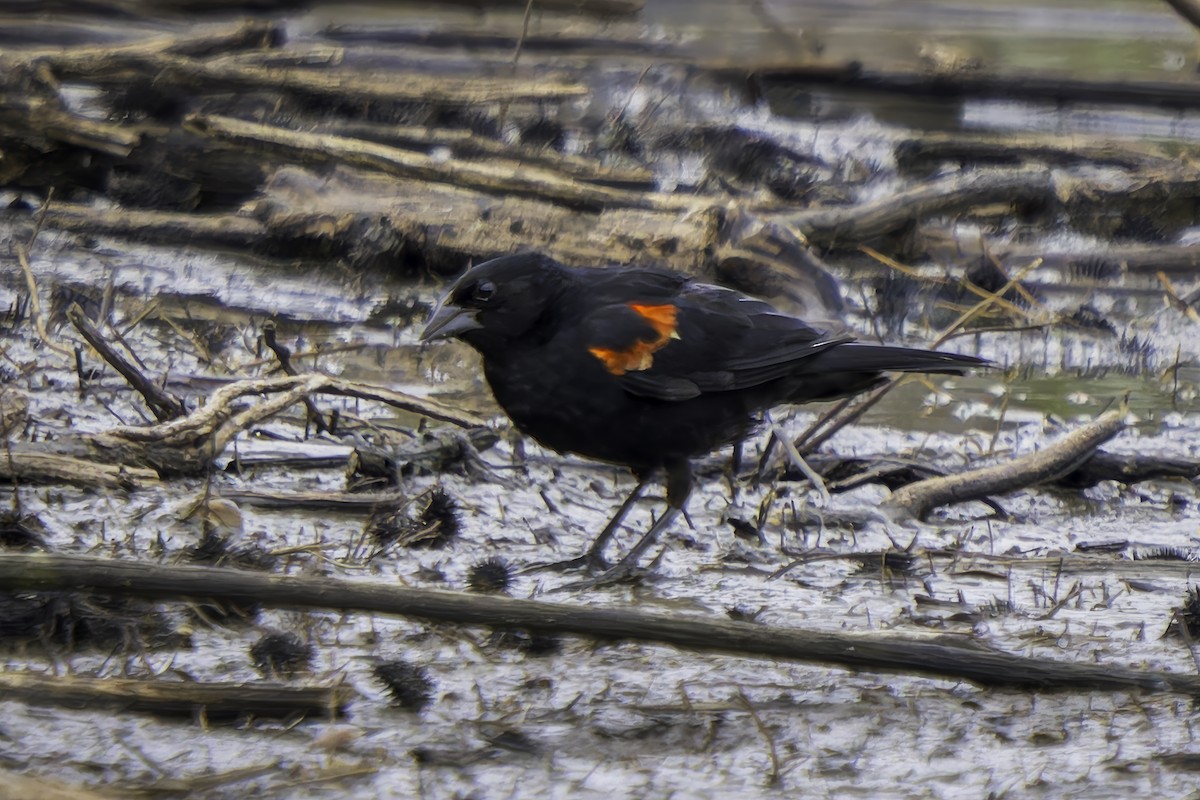 Red-winged Blackbird - ML620353174