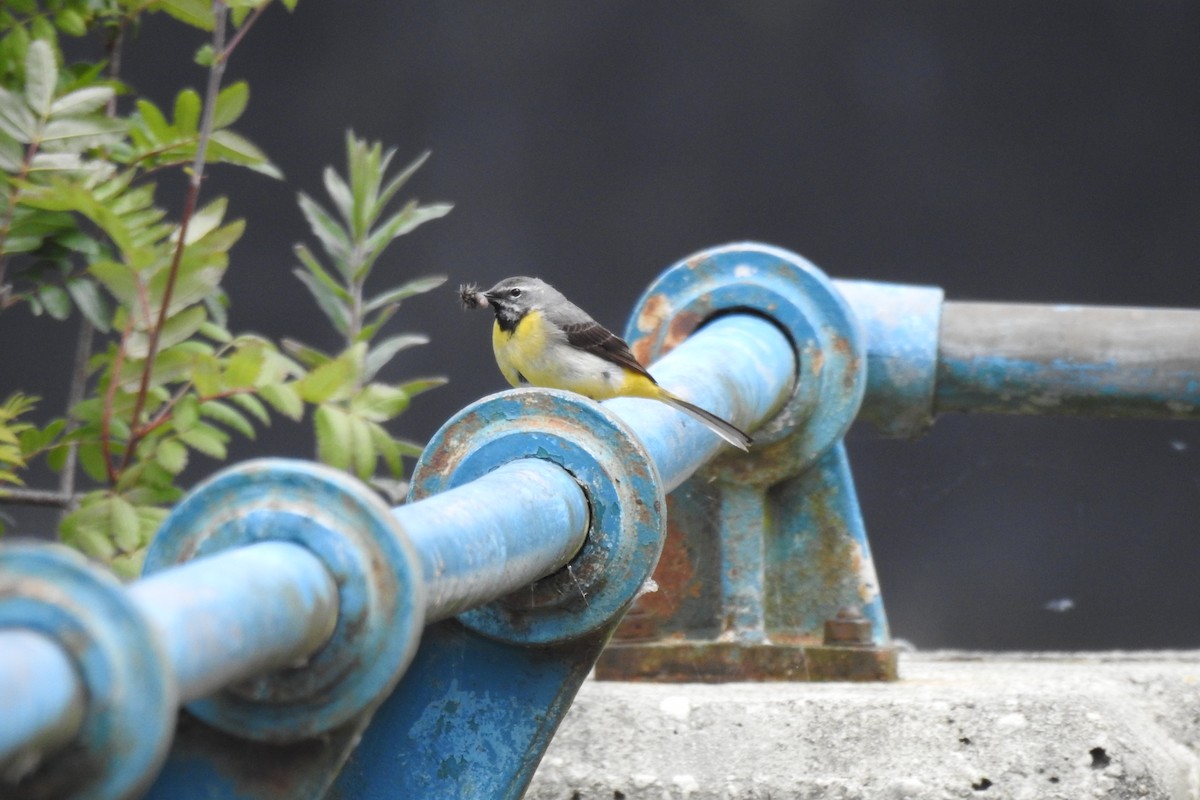 Gray Wagtail - ML620353180