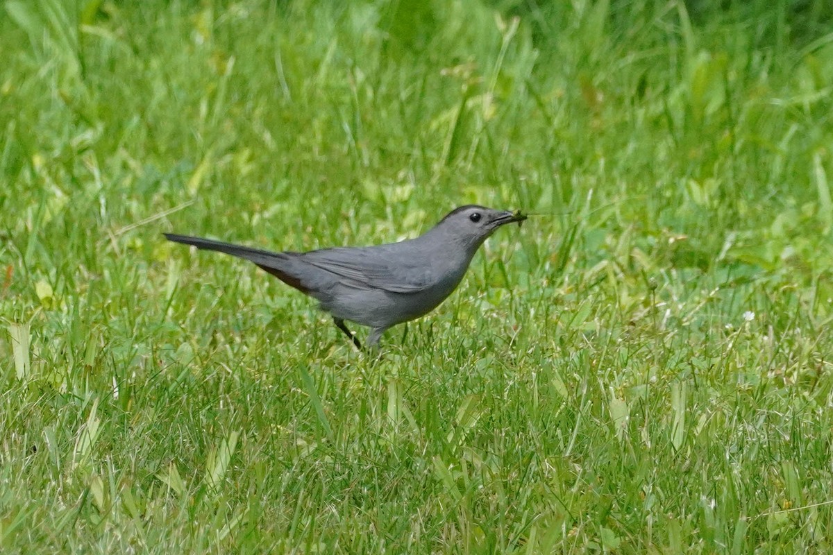 Gray Catbird - ML620353192