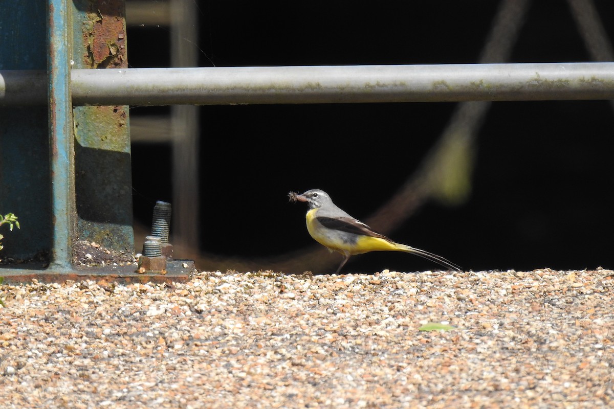 Gray Wagtail - ML620353194