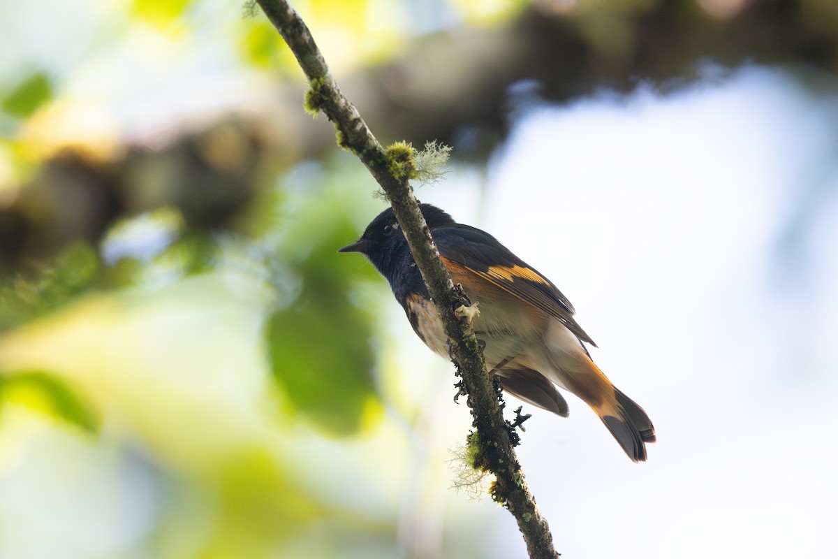 American Redstart - ML620353198