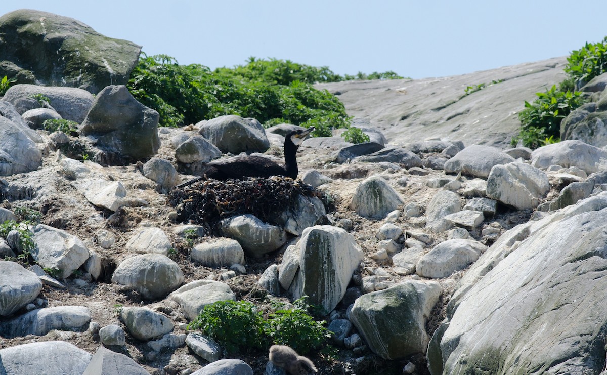 Great Cormorant - ML620353206