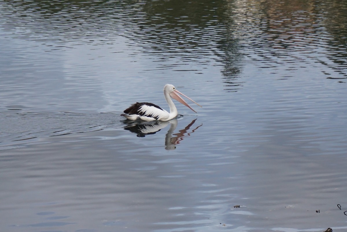 pelikán australský - ML620353209