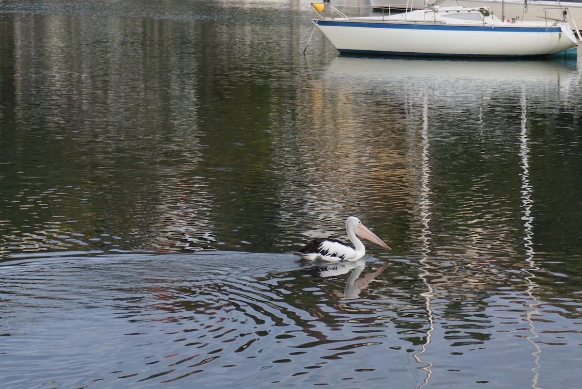 pelikán australský - ML620353213