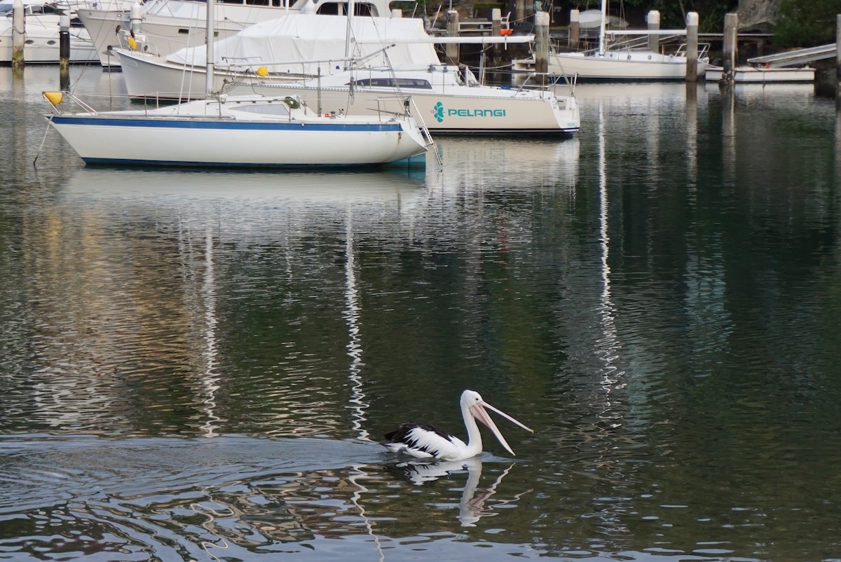 pelikán australský - ML620353214