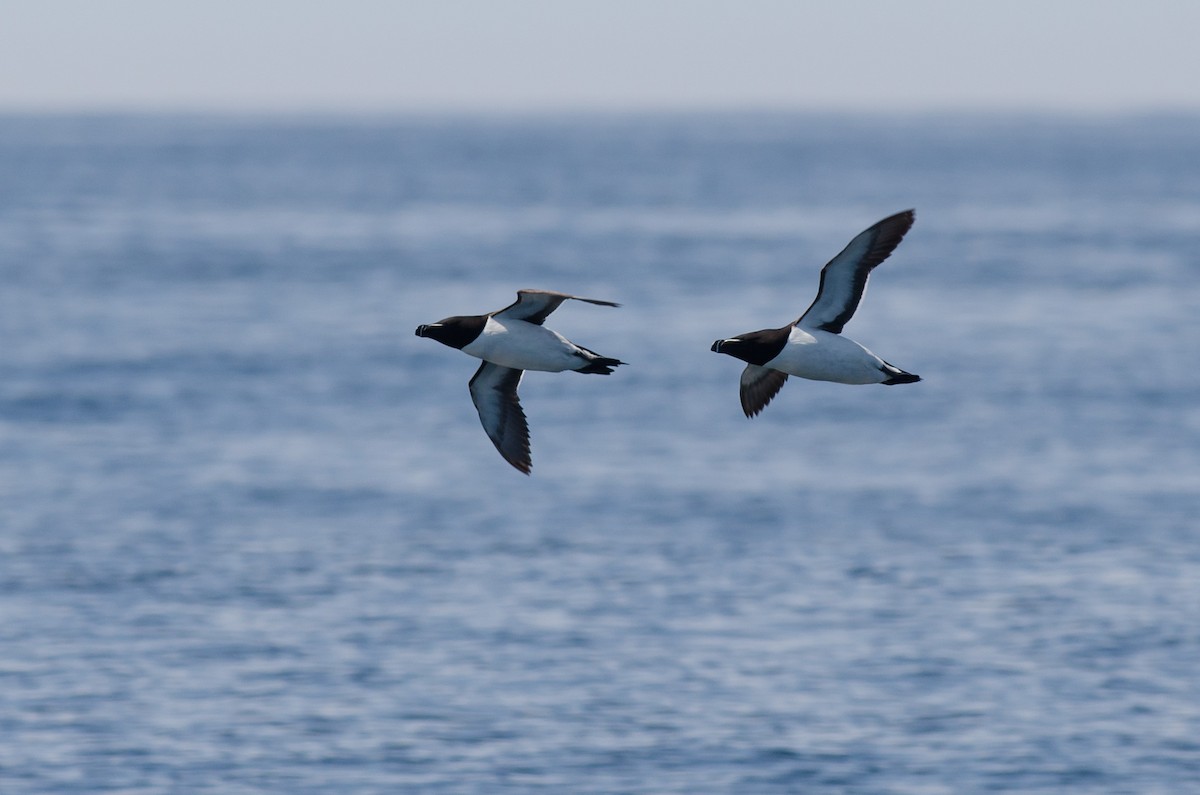 Razorbill - ML620353215