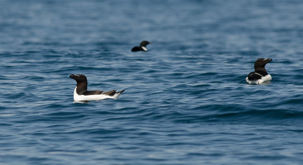 Razorbill - ML620353216