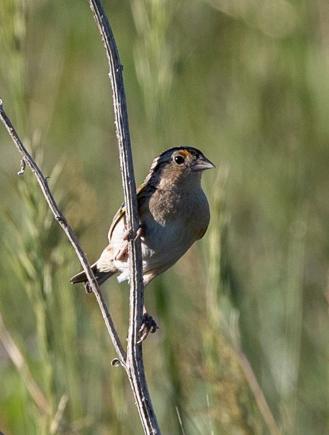 Grasshopper Sparrow - ML620353223