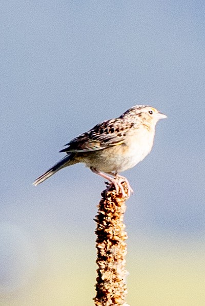 Grasshopper Sparrow - ML620353228