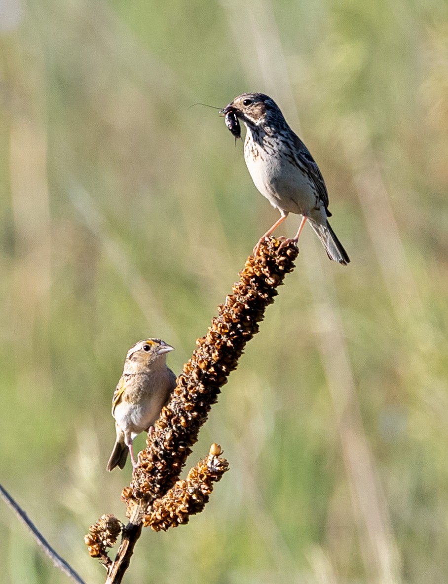 Grasshopper Sparrow - ML620353230