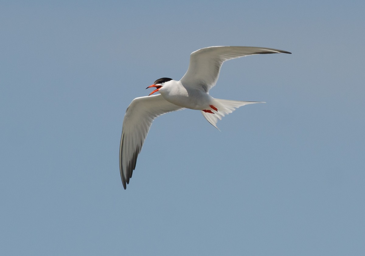 Common Tern - ML620353240