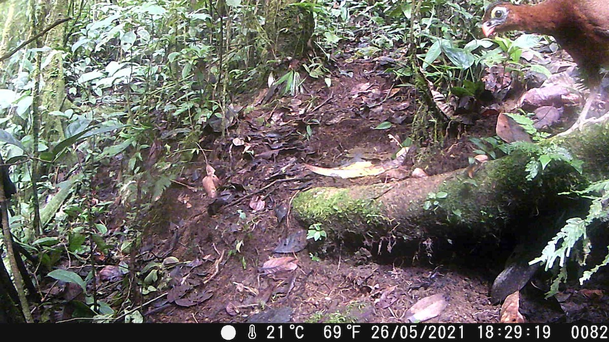 カンムリホウカンチョウ - ML620353257