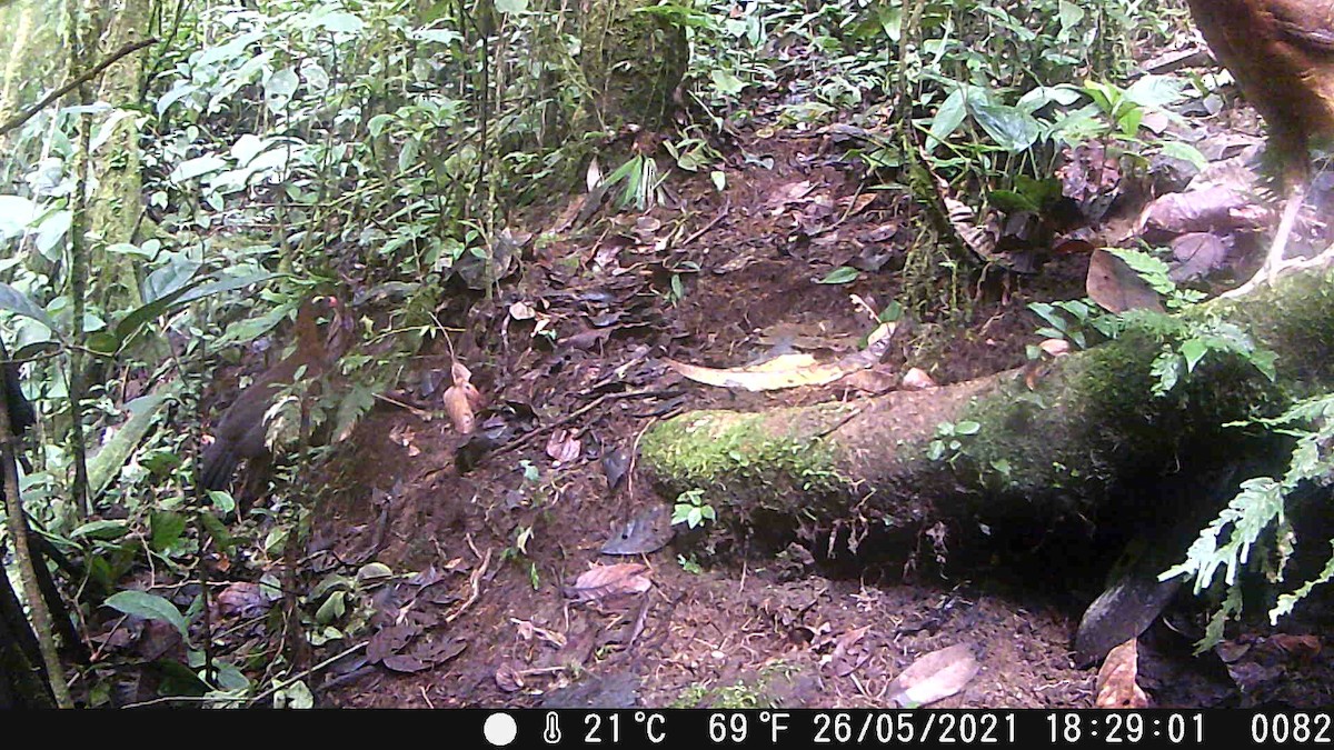 カンムリホウカンチョウ - ML620353258