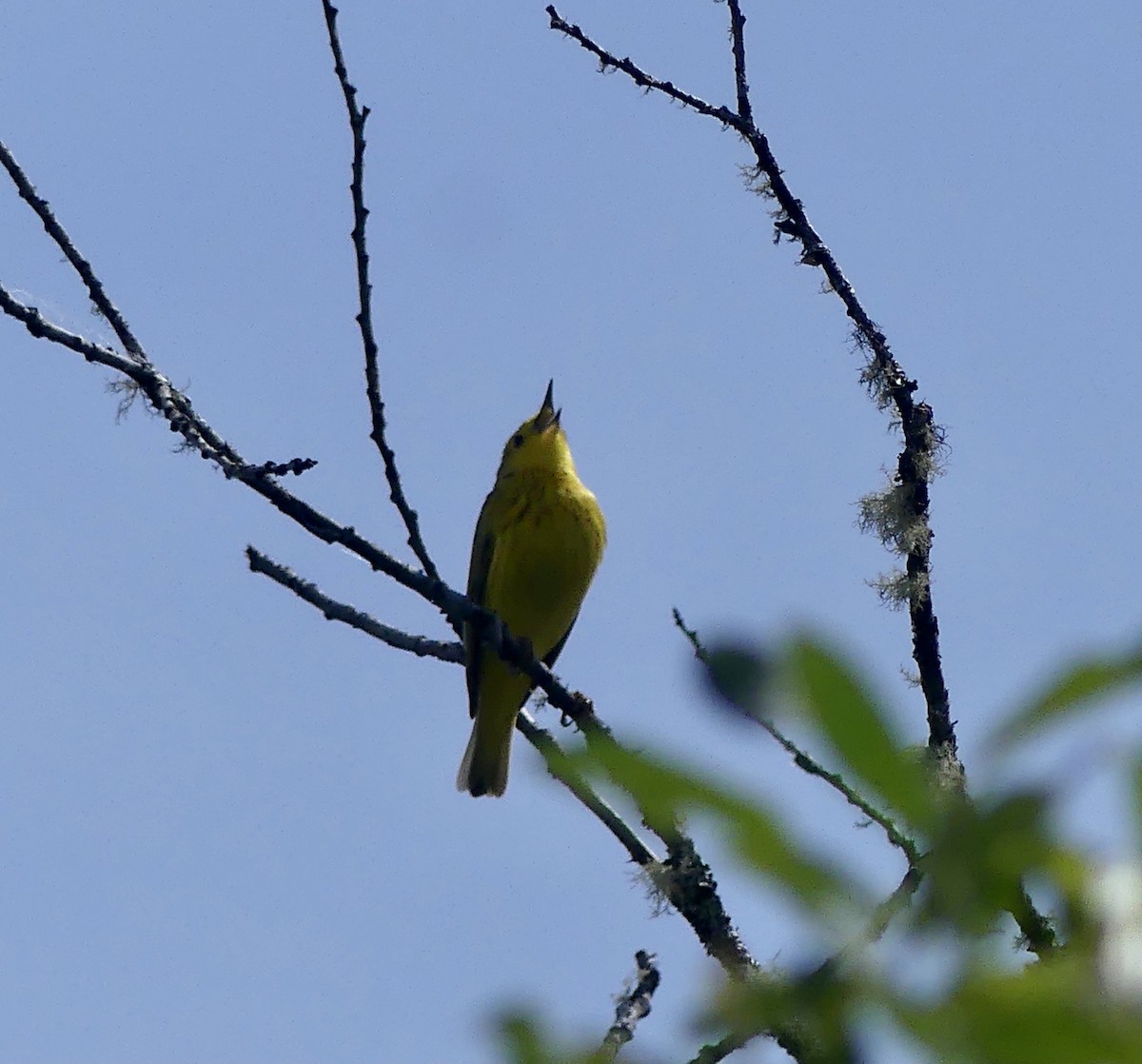 Yellow Warbler - ML620353268