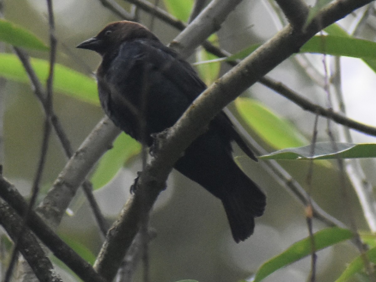 Brown-headed Cowbird - ML620353278