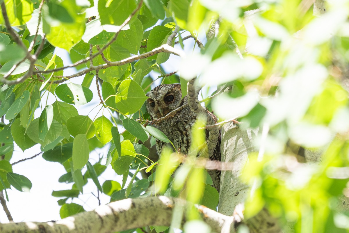 Flammulated Owl - ML620353281