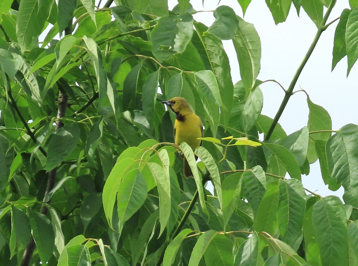 Orchard Oriole - ML620353284
