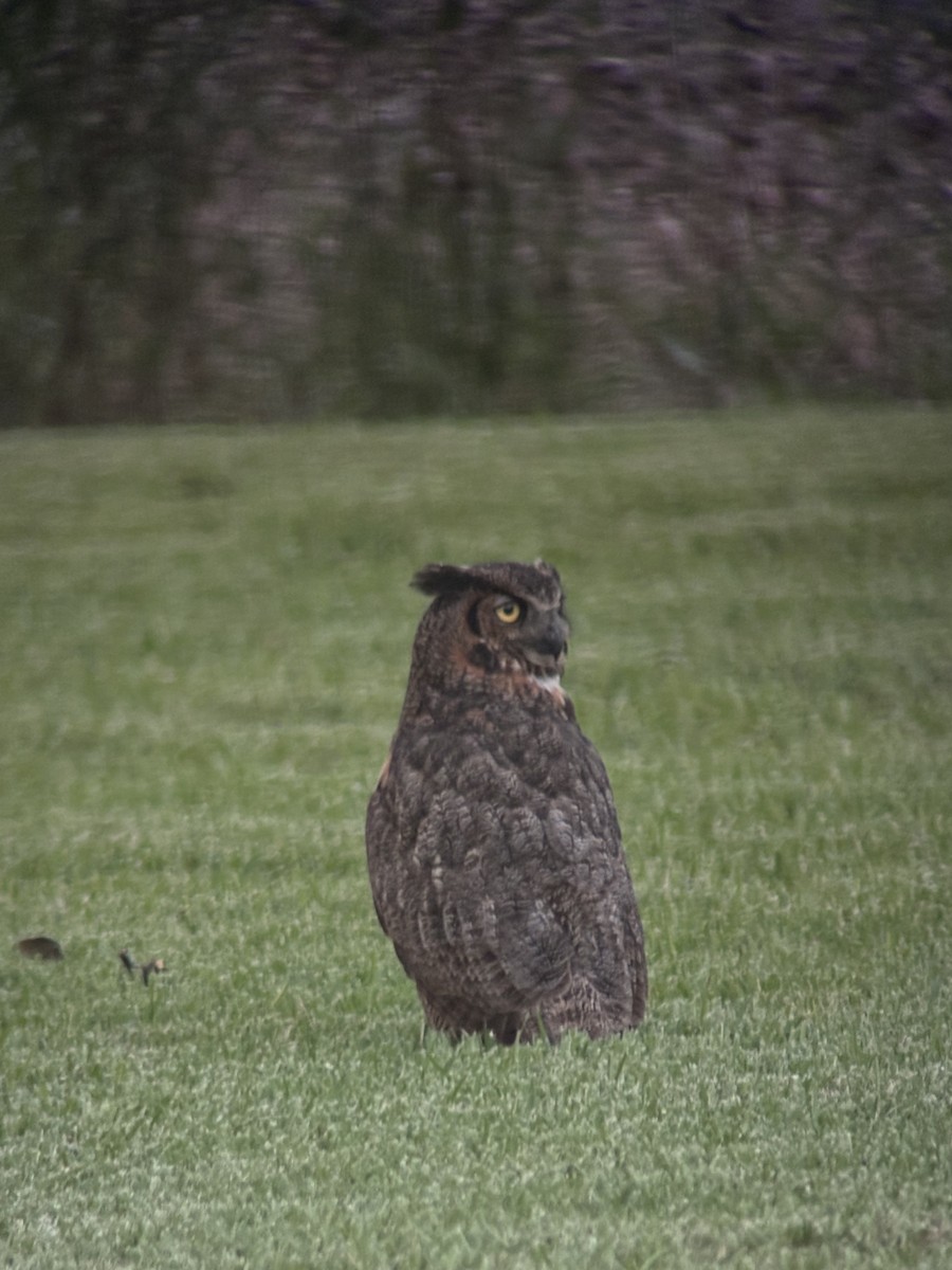 Great Horned Owl - ML620353295